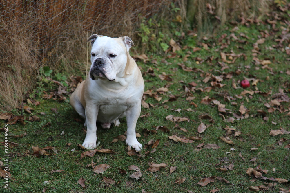 Englische Bulldogge im Herbst Englische Bulldogge im Herbst