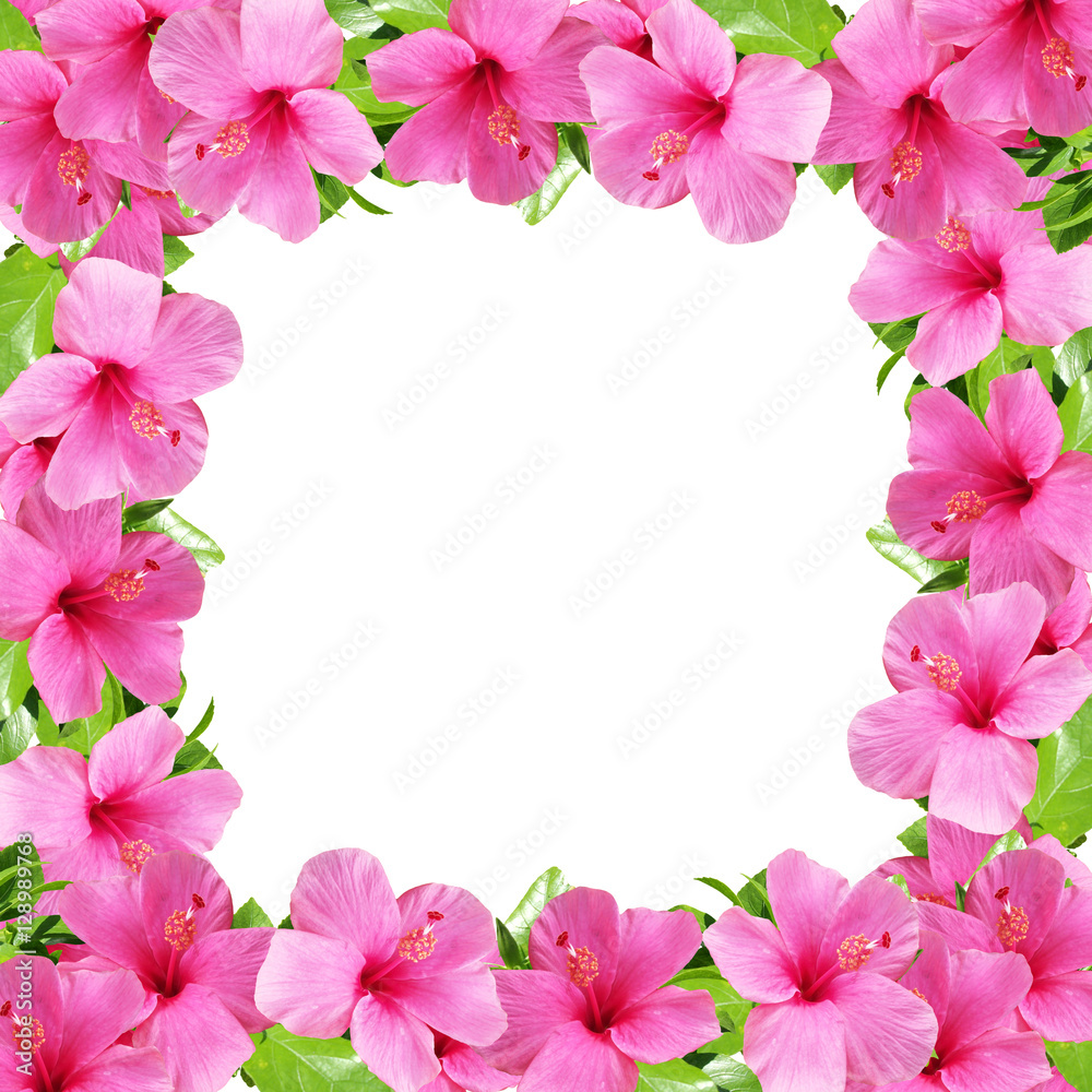Beautiful floral background with pink hibiscus 