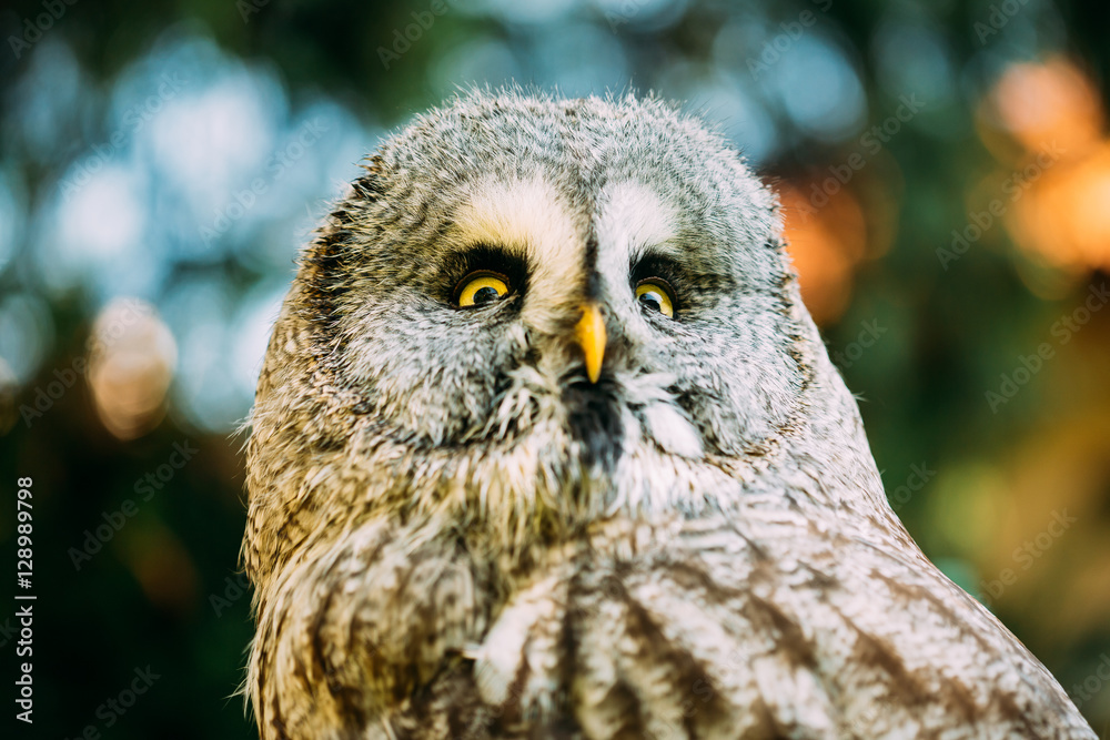 The great grey owl or great gray owl ,Strix nebulosa, is a very large owl The great grey owl or great gray owl ,Strix nebulosa, is a very large owl