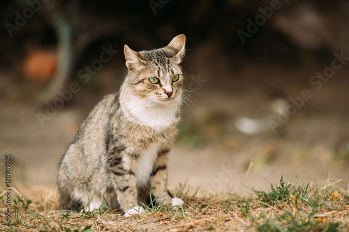 Gray White Mixed Breed Short-Haired Domestic Young Cat, Sitting 