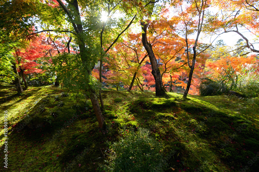 Moss forest warmed by rays of sunlight falling through a canopy of autumn colored maple trees