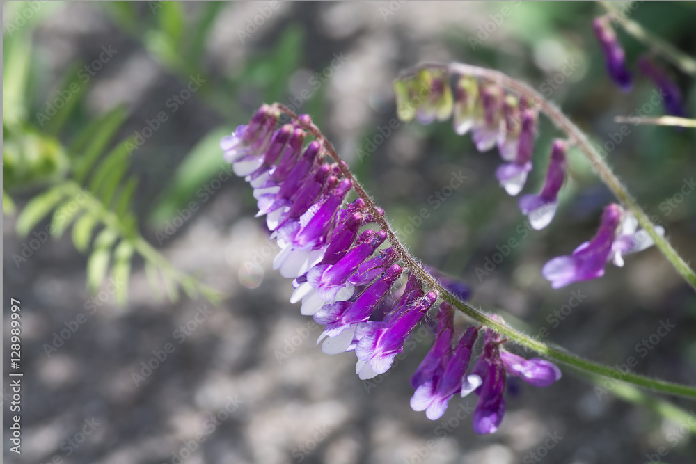 purple flower vicia villosa closeup on the blurry green background purple flower vicia villosa closeup on the blurry green background