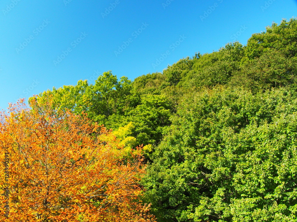 桂の黄葉と森