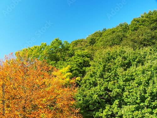 Fototapeta Naklejka Na Ścianę i Meble -  桂の黄葉と森