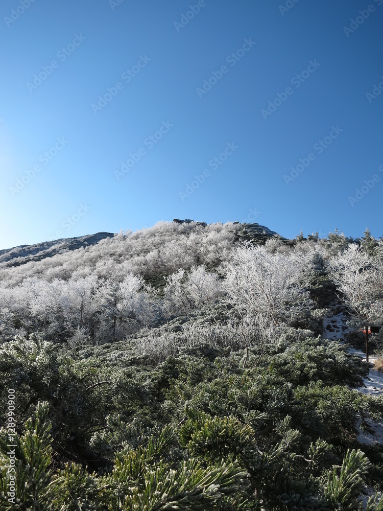 雪化粧した木々と山