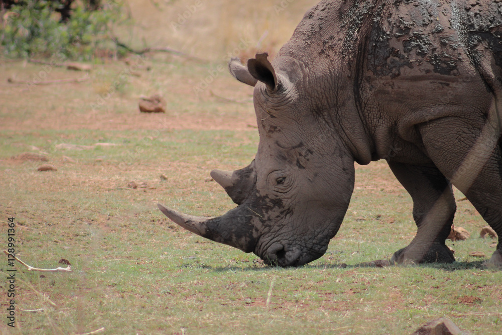 Obraz premium White rhinoceros
