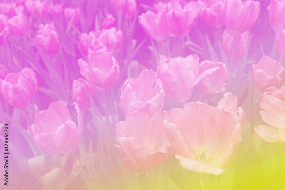 Abstract beautiful colorful tulip in pastel color blur background