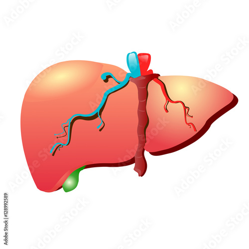 Liver human organs stock symbol vector illustration.