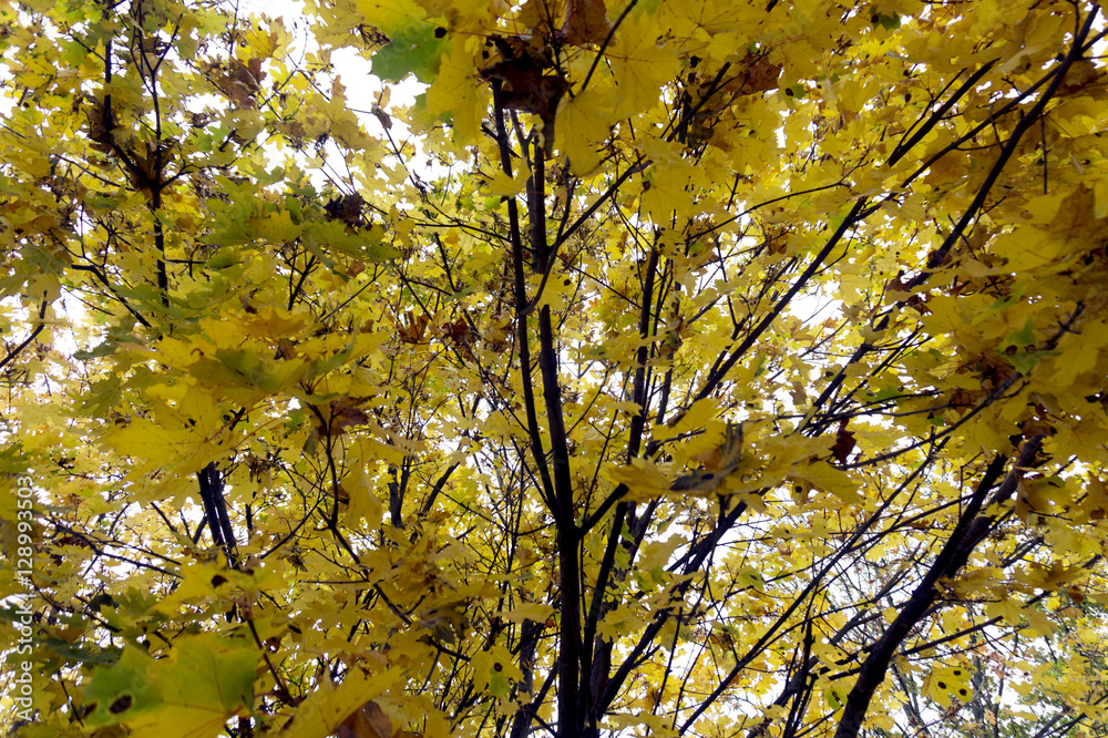 Fototapeta premium Fall leafs