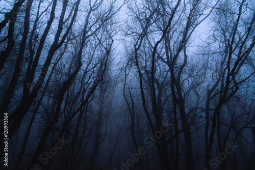 Misty mysterious forest