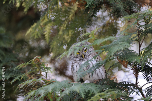 Perching Pygmy Owl at thuja tree