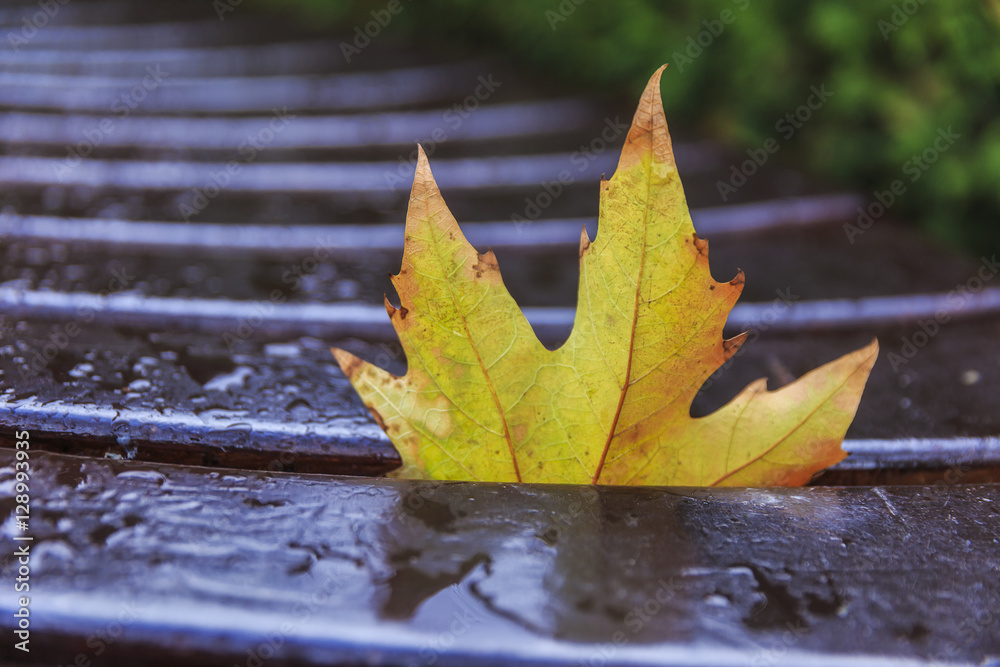 Fallen maple autumn leaf on a wet bench. Fallen maple autumn leaf on a wet bench.