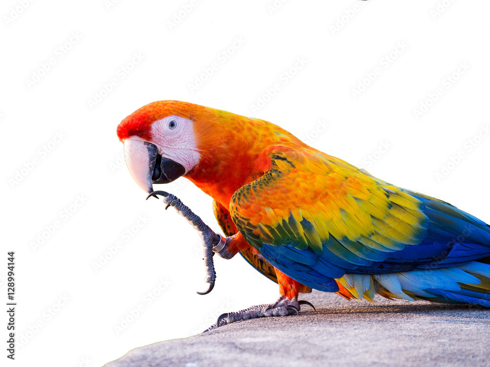 Fototapeta premium Macaws bird white background.