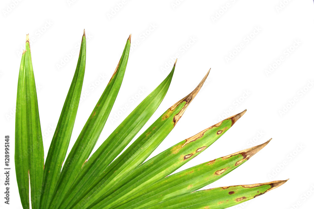 Green leaves of palm tree isolated on white background Green leaves of palm tree isolated on white background