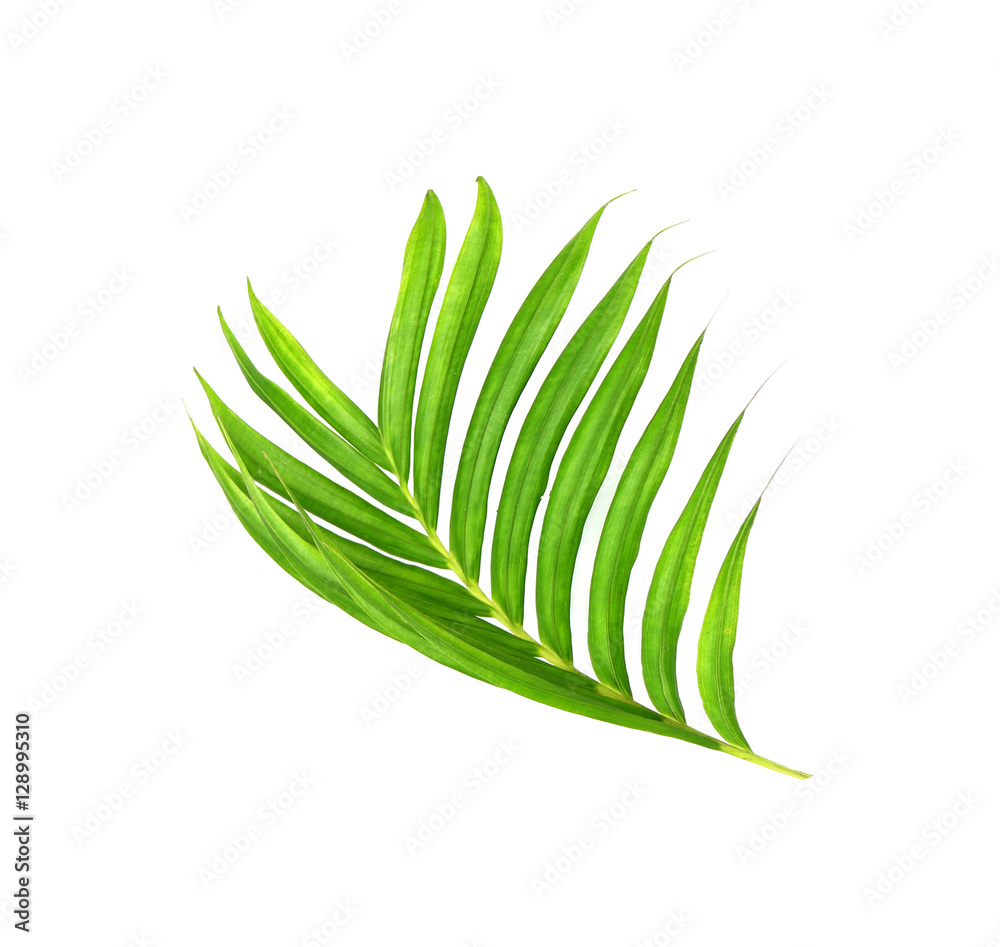 Green leaves of palm tree isolated on white background Green leaves of palm tree isolated on white background