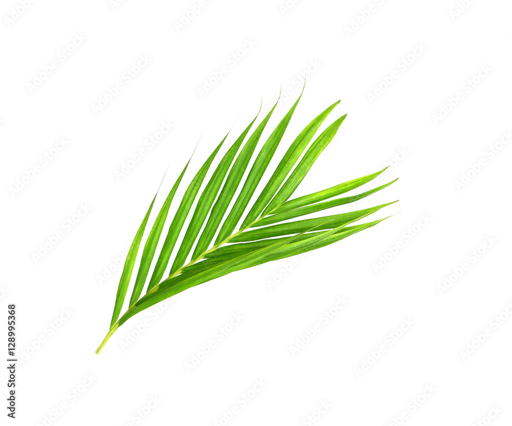 Green leaves of palm tree isolated on white background Green leaves of palm tree isolated on white background