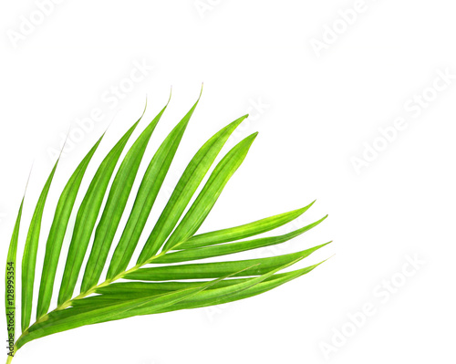 Fototapeta Naklejka Na Ścianę i Meble -  Green leaves of palm tree isolated on white background