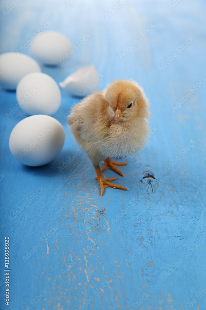 Fluffy little yellow chickens and eggs on a blue wooden backgro Fluffy little yellow chickens and eggs on a blue wooden backgro