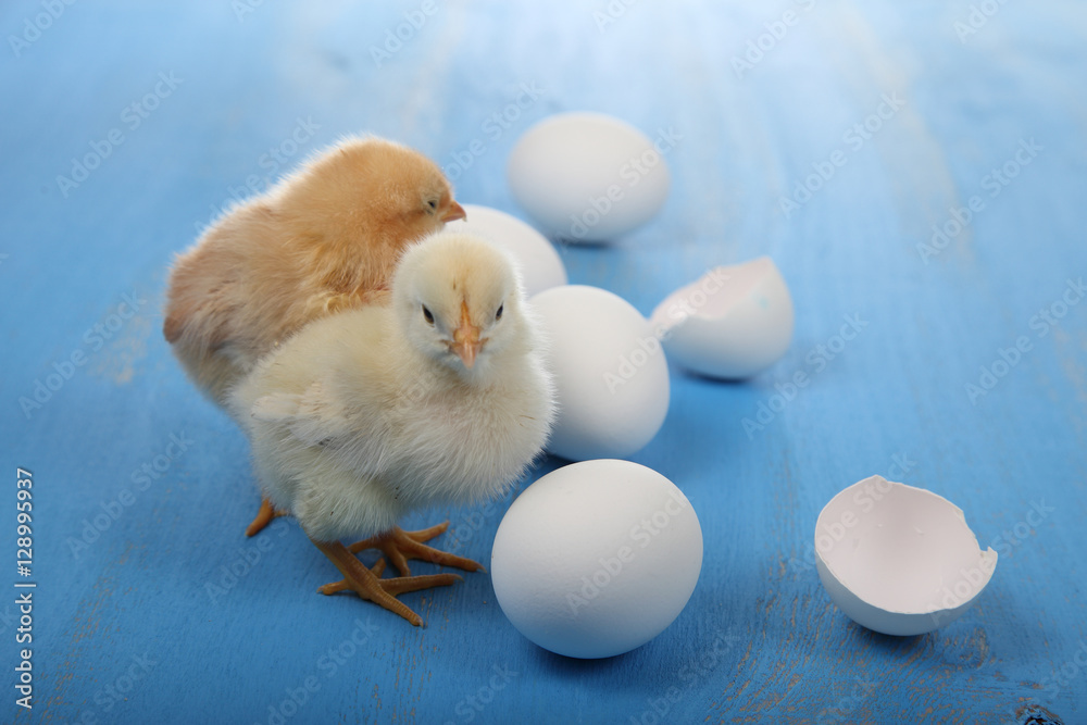Fluffy little yellow chickens and eggs on a blue wooden backgro Fluffy little yellow chickens and eggs on a blue wooden backgro