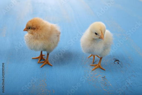 Fluffy little yellow chickens on a blue wooden background. Card