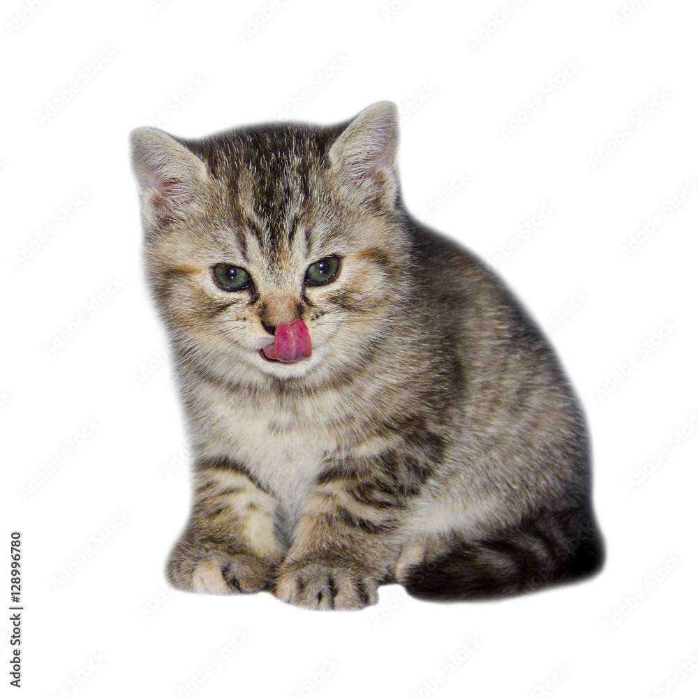 Funny Kitten licked by the tongue. Pink tongue cute cats. Home small delicate animal. Striped kitten on isolated white background.
