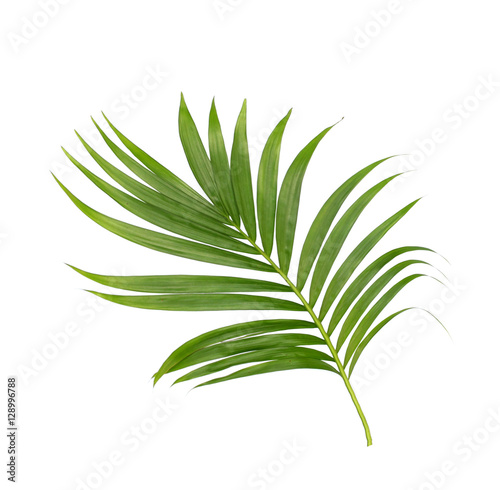 Green leaves of palm tree isolated on white background