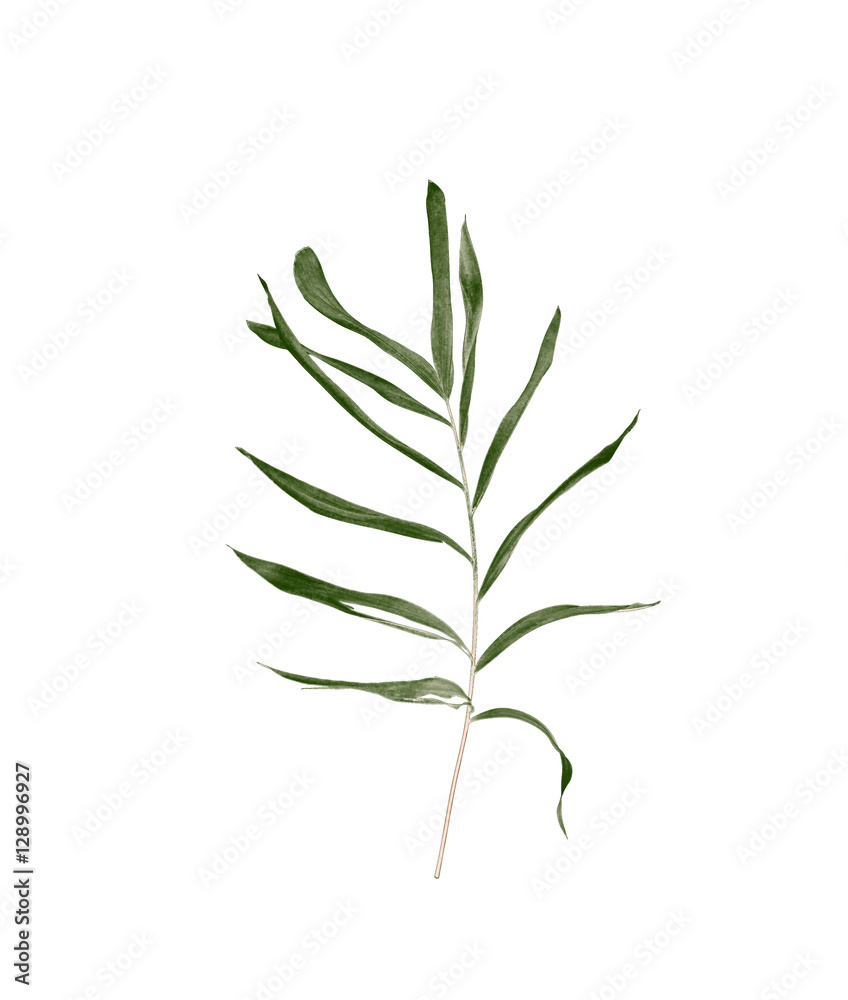 Green leaves of palm tree isolated on white background Green leaves of palm tree isolated on white background
