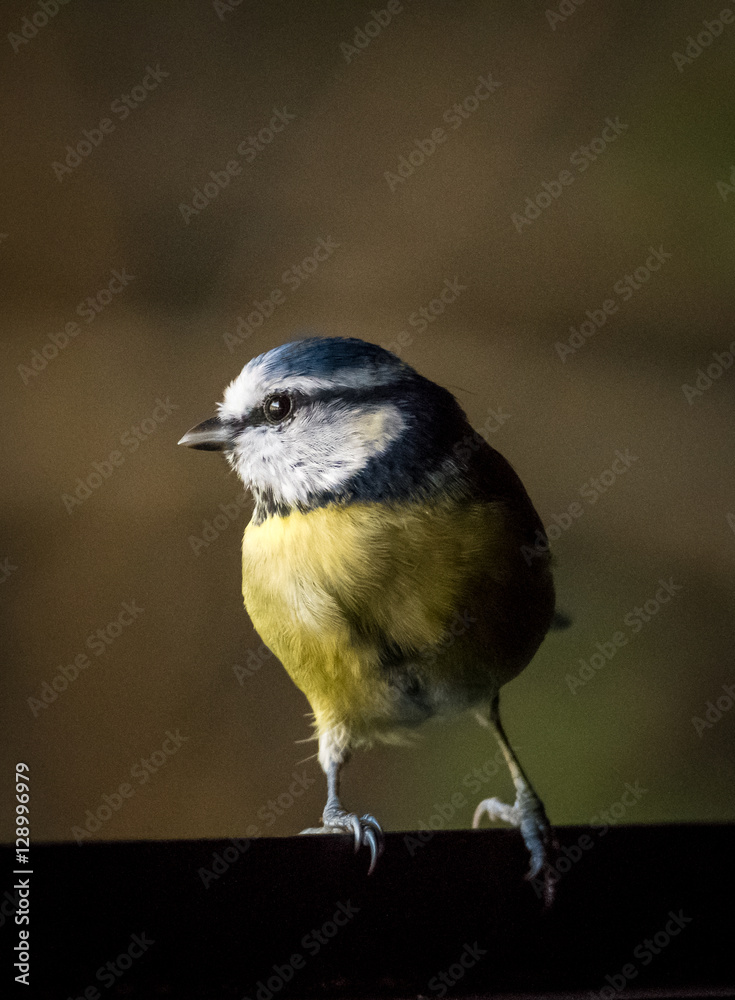 Obraz premium blue tit