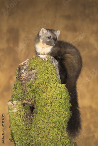 The European pine marten (Martes martes), known most commonly as the pine marten in Anglophone Europe, and less commonly also known as pineten, baum marten, or sweet marten,  photo