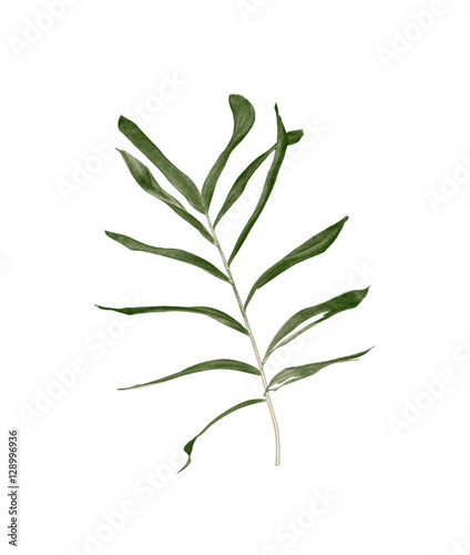 Green leaves of palm tree isolated on white background