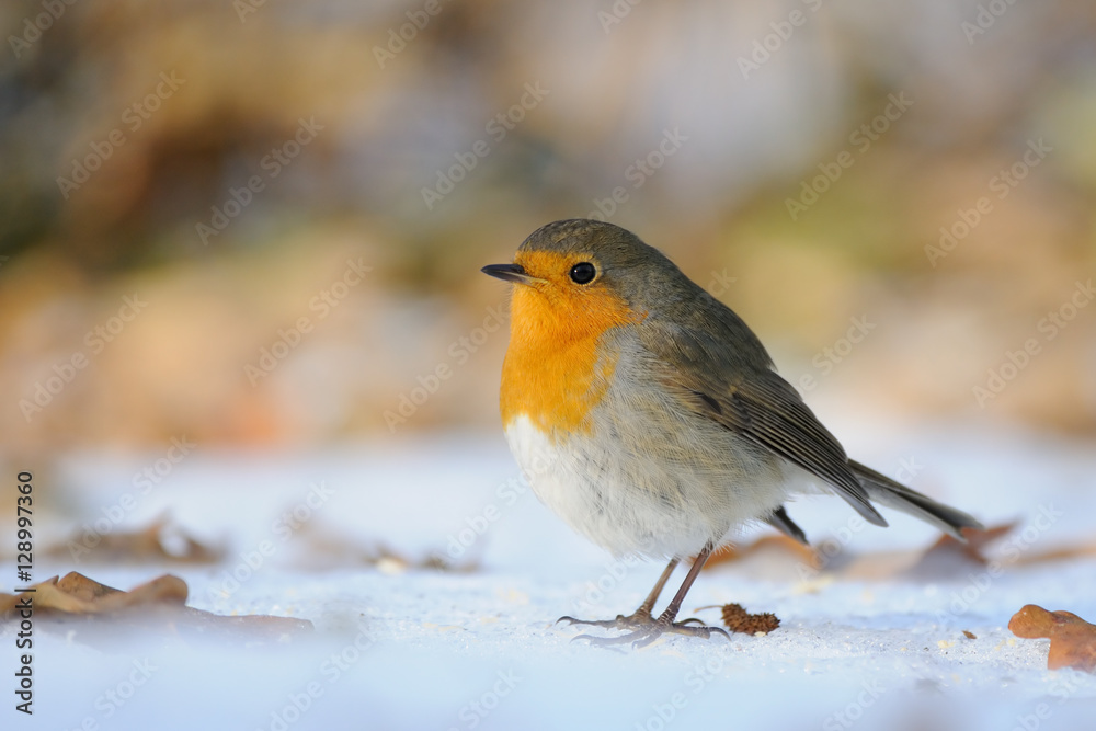 Wintering Robin walking in the snow Wintering Robin walking in the snow