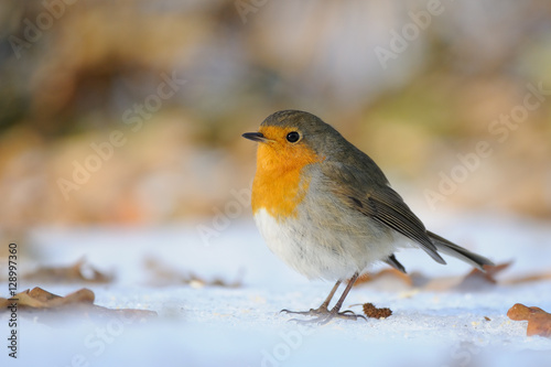 Wintering Robin walking in the snow © Victor Tyakht