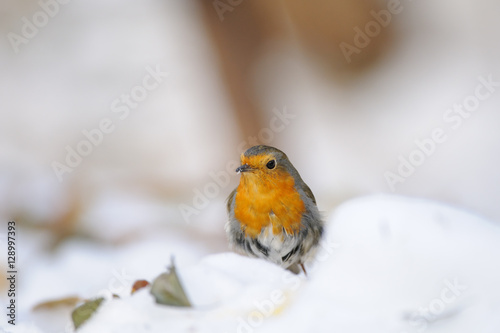 Wintering Robin © Victor Tyakht