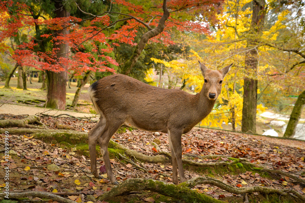 Fototapeta premium Deer in Nara park, Japan