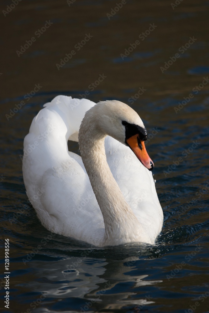 Naklejka premium Vogel