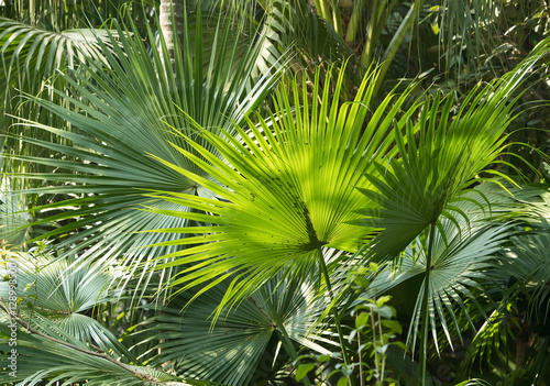 Borassus flabellifer Sugar palm  Cambodian palm isolated on whit
