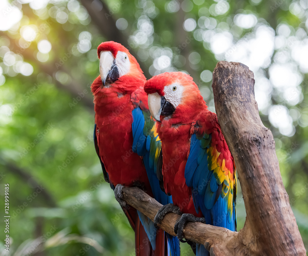 Obraz premium Colourful parrots bird sitting on the perch.