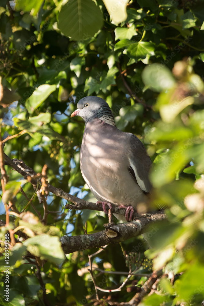 Common Wood Pigeon, Wood Pigeon, Columba palumbus Common Wood Pigeon, Wood Pigeon, Columba palumbus