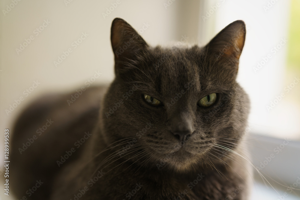 big gray cat sitting near window, close up portrait