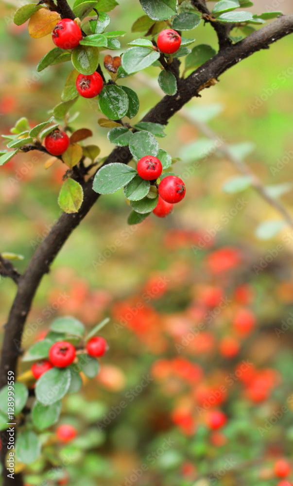 red holly with green leaves red holly with green leaves
