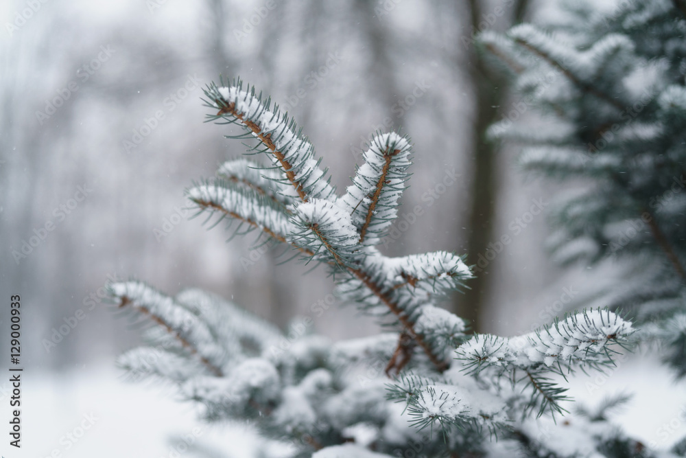 blue fir branches covered with snow after snowfall, closeup photo blue fir branches covered with snow after snowfall, closeup photo