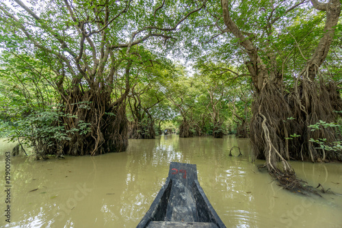 swamp forest ratargul