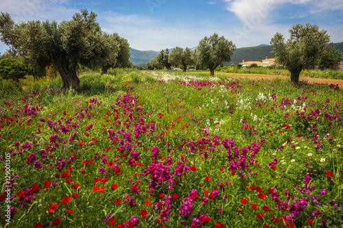 Field of colorful spring flowers in Schinias, Greece photo