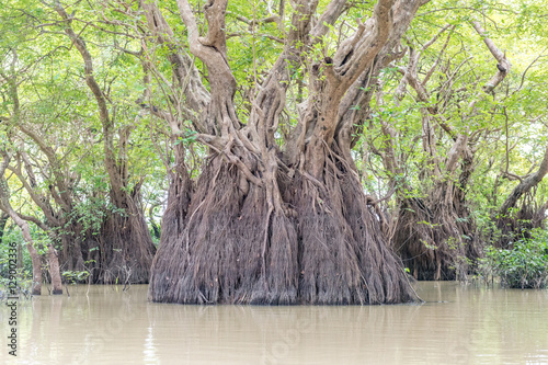 swamp forest ratargul