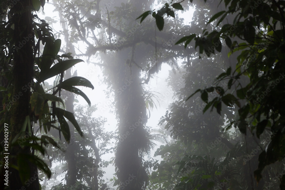 Fototapeta premium Deep in lush foggy rainforest