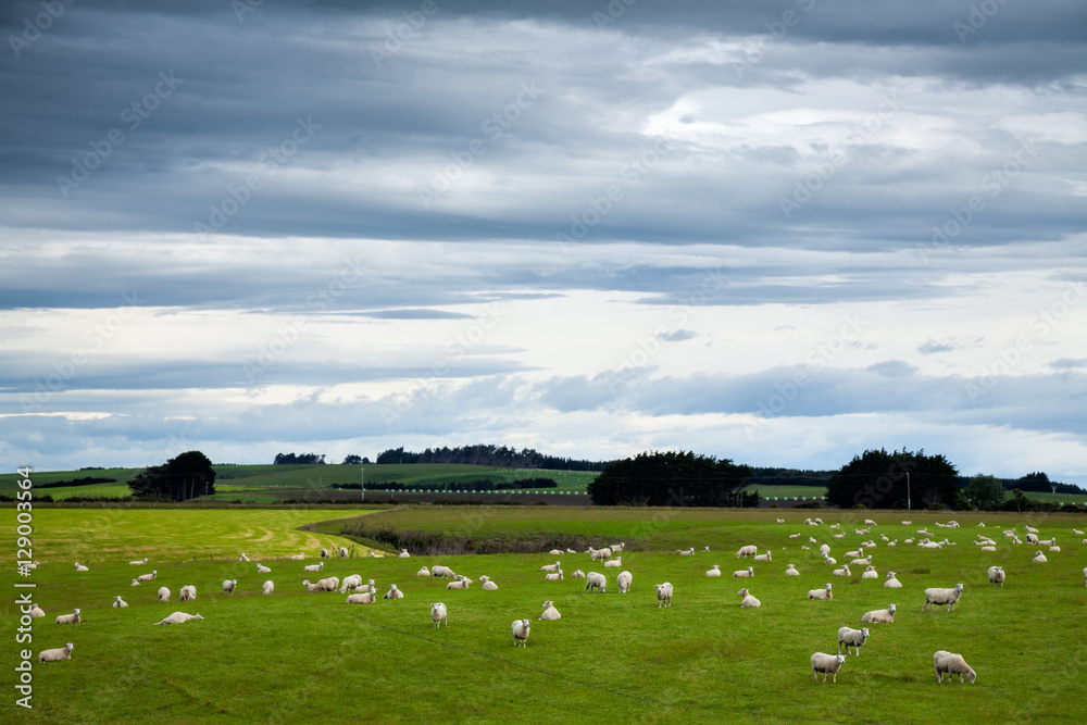 Sheep grazing at a pasture in New Zealand
