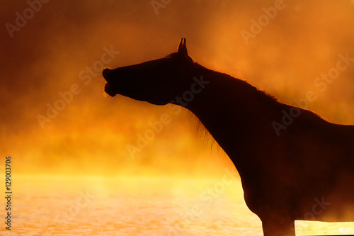 Horse silhouette portrait in summer fog sunrise in river