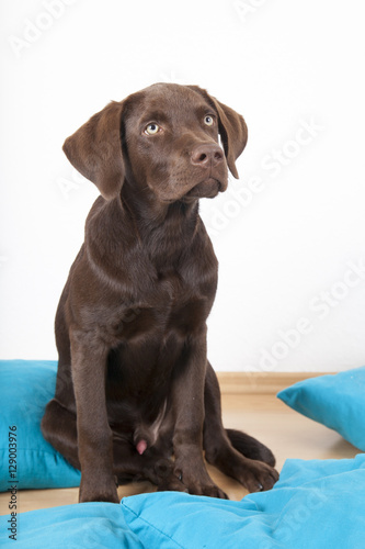 brown sweet labrador dog lying on pillows and eating a bone