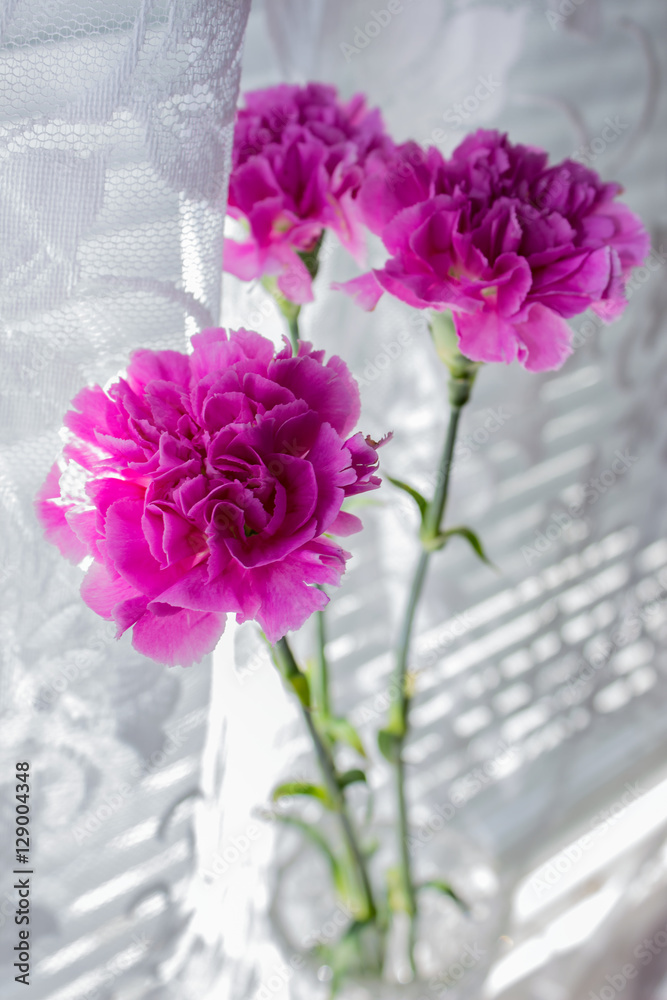 Three carnations on the background of white curtains.