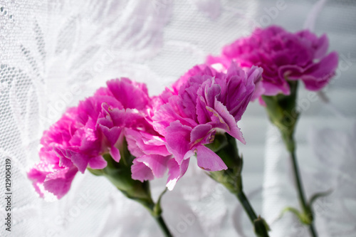 Three carnations on the background of white curtains.